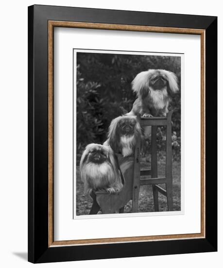 Pekingese 1953-null-Framed Photographic Print