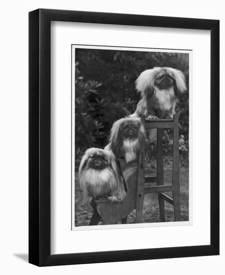 Pekingese 1953-null-Framed Photographic Print