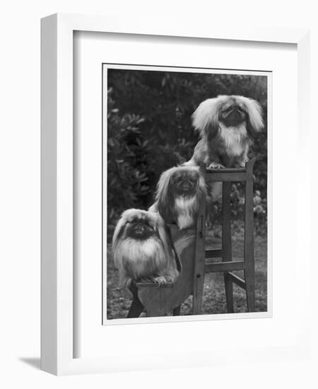 Pekingese 1953-null-Framed Photographic Print