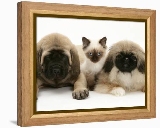 Pekingese and English Mastiff Puppies with Birman-Cross Kitten-Jane Burton-Framed Premier Image Canvas