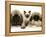 Pekingese and English Mastiff Puppies with Birman-Cross Kitten-Jane Burton-Framed Premier Image Canvas