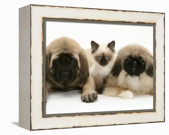 Pekingese and English Mastiff Puppies with Birman-Cross Kitten-Jane Burton-Framed Premier Image Canvas