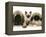 Pekingese and English Mastiff Puppies with Birman-Cross Kitten-Jane Burton-Framed Premier Image Canvas