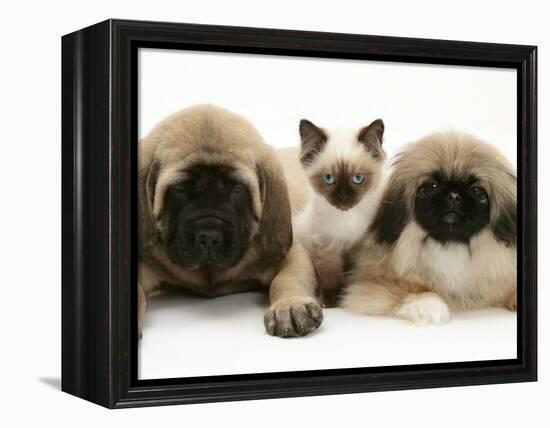 Pekingese and English Mastiff Puppies with Birman-Cross Kitten-Jane Burton-Framed Premier Image Canvas