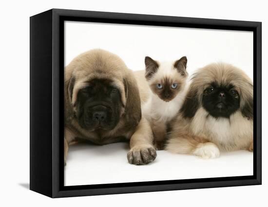 Pekingese and English Mastiff Puppies with Birman-Cross Kitten-Jane Burton-Framed Premier Image Canvas