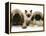 Pekingese and English Mastiff Puppies with Birman-Cross Kitten-Jane Burton-Framed Premier Image Canvas