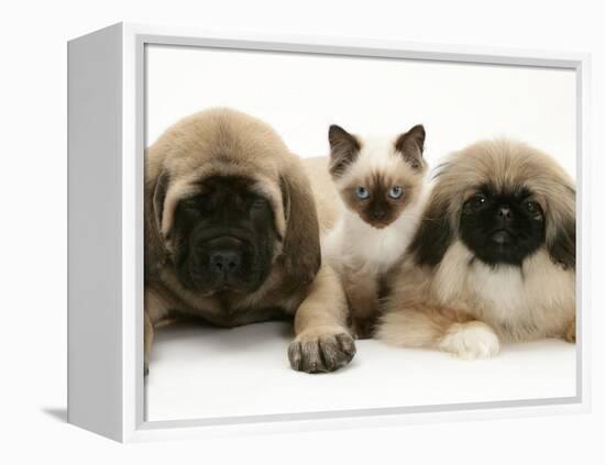 Pekingese and English Mastiff Puppies with Birman-Cross Kitten-Jane Burton-Framed Premier Image Canvas