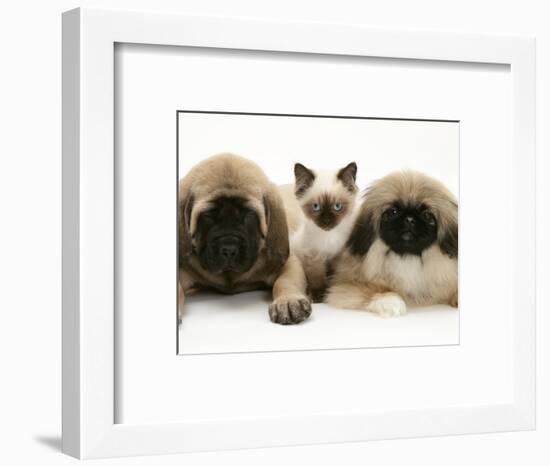 Pekingese and English Mastiff Puppies with Birman-Cross Kitten-Jane Burton-Framed Premium Photographic Print