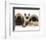 Pekingese and English Mastiff Puppies with Birman-Cross Kitten-Jane Burton-Framed Premium Photographic Print