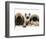 Pekingese and English Mastiff Puppies with Birman-Cross Kitten-Jane Burton-Framed Premium Photographic Print