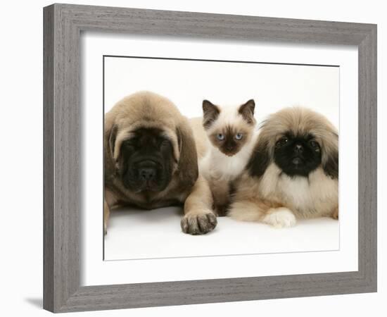 Pekingese and English Mastiff Puppies with Birman-Cross Kitten-Jane Burton-Framed Photographic Print