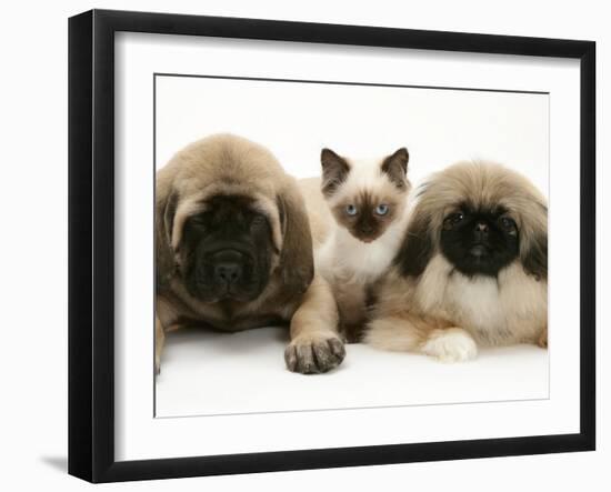 Pekingese and English Mastiff Puppies with Birman-Cross Kitten-Jane Burton-Framed Photographic Print