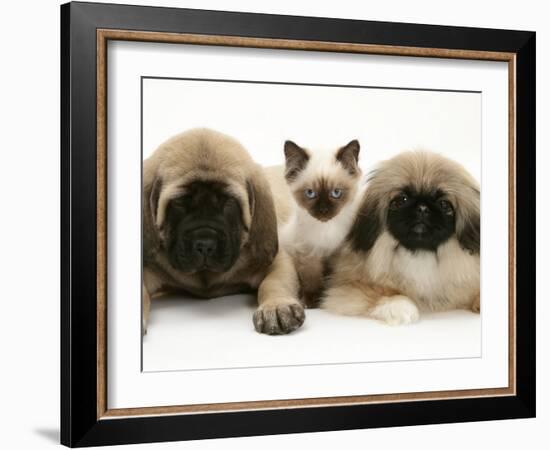 Pekingese and English Mastiff Puppies with Birman-Cross Kitten-Jane Burton-Framed Photographic Print