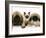 Pekingese and English Mastiff Puppies with Birman-Cross Kitten-Jane Burton-Framed Photographic Print