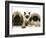 Pekingese and English Mastiff Puppies with Birman-Cross Kitten-Jane Burton-Framed Photographic Print