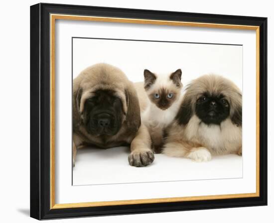 Pekingese and English Mastiff Puppies with Birman-Cross Kitten-Jane Burton-Framed Photographic Print