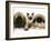 Pekingese and English Mastiff Puppies with Birman-Cross Kitten-Jane Burton-Framed Photographic Print