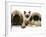 Pekingese and English Mastiff Puppies with Birman-Cross Kitten-Jane Burton-Framed Photographic Print