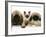 Pekingese and English Mastiff Puppies with Birman-Cross Kitten-Jane Burton-Framed Photographic Print