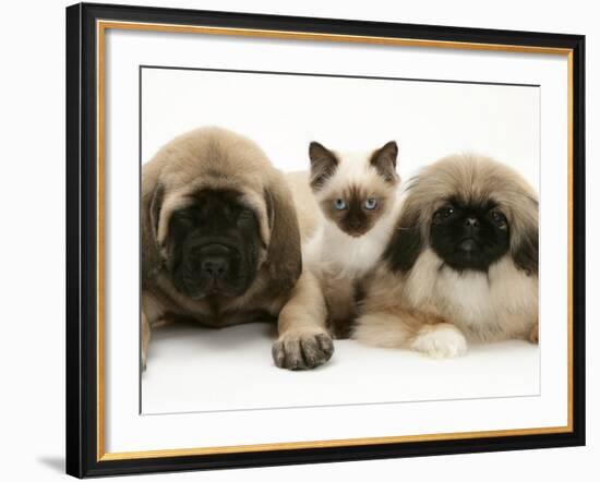 Pekingese and English Mastiff Puppies with Birman-Cross Kitten-Jane Burton-Framed Photographic Print