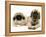 Pekingese and English Mastiff Puppies-Jane Burton-Framed Premier Image Canvas