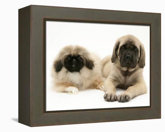 Pekingese and English Mastiff Puppies-Jane Burton-Framed Premier Image Canvas