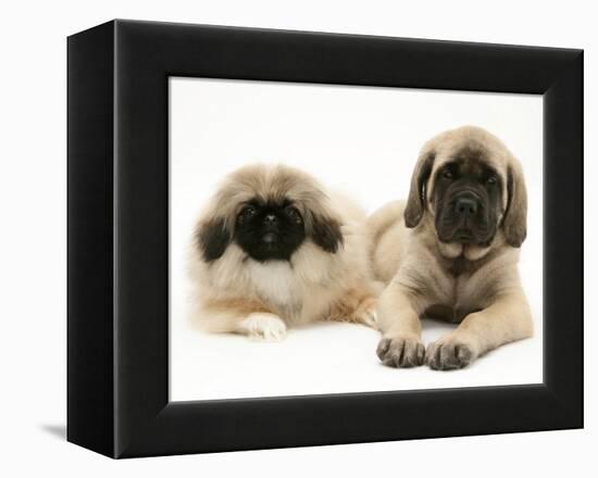 Pekingese and English Mastiff Puppies-Jane Burton-Framed Premier Image Canvas