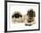 Pekingese and English Mastiff Puppies-Jane Burton-Framed Photographic Print