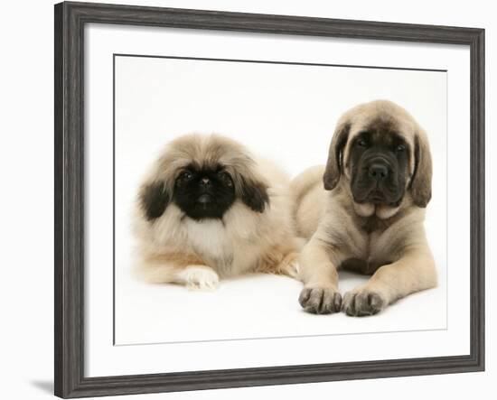 Pekingese and English Mastiff Puppies-Jane Burton-Framed Photographic Print