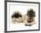 Pekingese and English Mastiff Puppies-Jane Burton-Framed Photographic Print