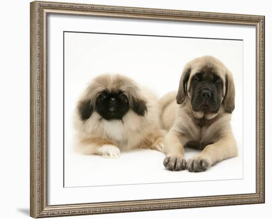 Pekingese and English Mastiff Puppies-Jane Burton-Framed Photographic Print