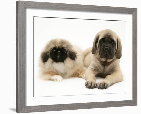 Pekingese and English Mastiff Puppies-Jane Burton-Framed Photographic Print