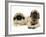 Pekingese and English Mastiff Puppies-Jane Burton-Framed Photographic Print