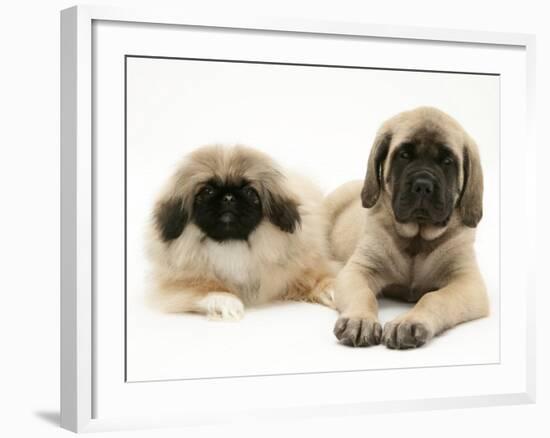 Pekingese and English Mastiff Puppies-Jane Burton-Framed Photographic Print