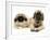 Pekingese and English Mastiff Puppies-Jane Burton-Framed Photographic Print