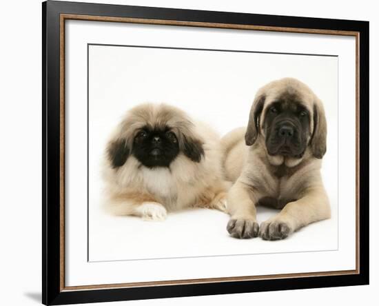 Pekingese and English Mastiff Puppies-Jane Burton-Framed Photographic Print