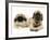 Pekingese and English Mastiff Puppies-Jane Burton-Framed Photographic Print