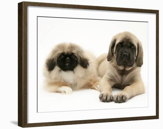 Pekingese and English Mastiff Puppies-Jane Burton-Framed Photographic Print