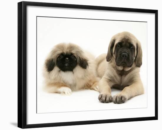 Pekingese and English Mastiff Puppies-Jane Burton-Framed Photographic Print