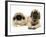 Pekingese and English Mastiff Puppies-Jane Burton-Framed Photographic Print