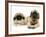 Pekingese and English Mastiff Puppies-Jane Burton-Framed Photographic Print