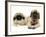 Pekingese and English Mastiff Puppies-Jane Burton-Framed Photographic Print