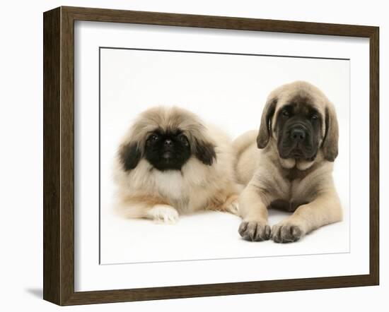 Pekingese and English Mastiff Puppies-Jane Burton-Framed Photographic Print