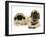 Pekingese and English Mastiff Puppies-Jane Burton-Framed Photographic Print