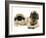 Pekingese and English Mastiff Puppies-Jane Burton-Framed Photographic Print