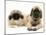 Pekingese and English Mastiff Puppies-Jane Burton-Mounted Photographic Print