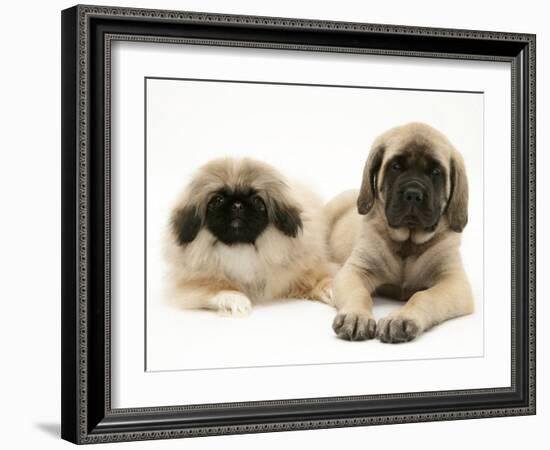 Pekingese and English Mastiff Puppies-Jane Burton-Framed Photographic Print