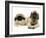 Pekingese and English Mastiff Puppies-Jane Burton-Framed Photographic Print