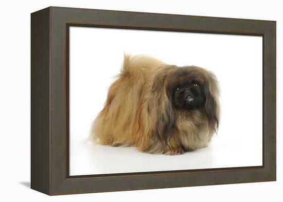 Pekingese Dog-null-Framed Premier Image Canvas