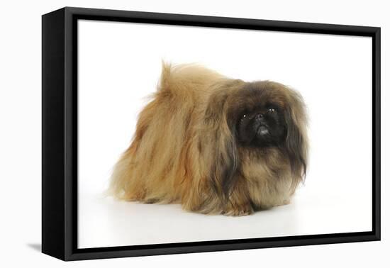 Pekingese Dog-null-Framed Premier Image Canvas